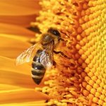 Bees