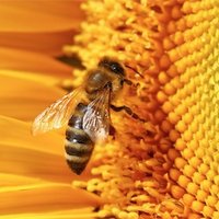 Bees