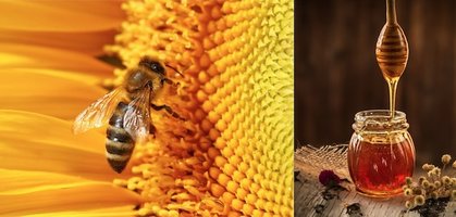 Bees