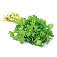 Coriander