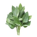 Cowpea