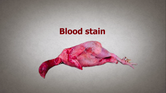 Gumboro blood stains
