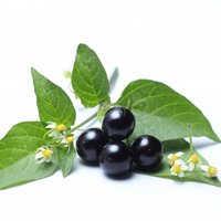 African Nightshade
