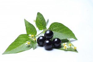 African Nightshade