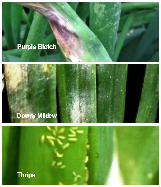 Onion Diseases