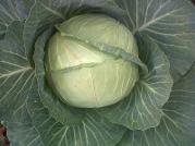 Pretoria F1 Cabbage