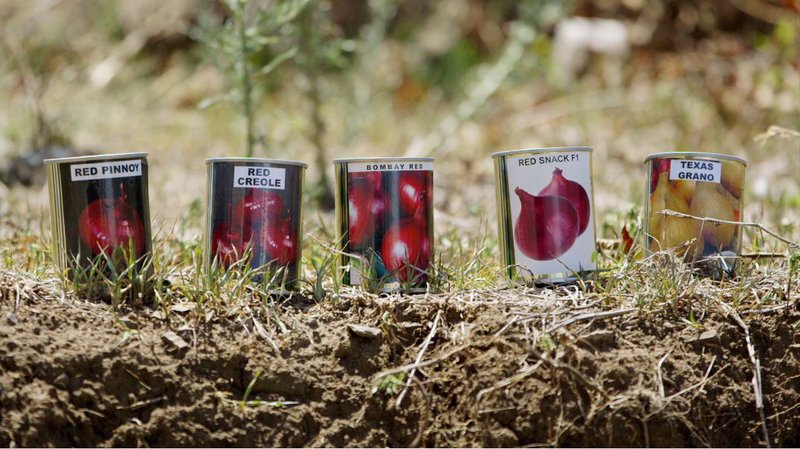 Royal Seed Onion varieties