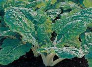 Swiss chard fordhook