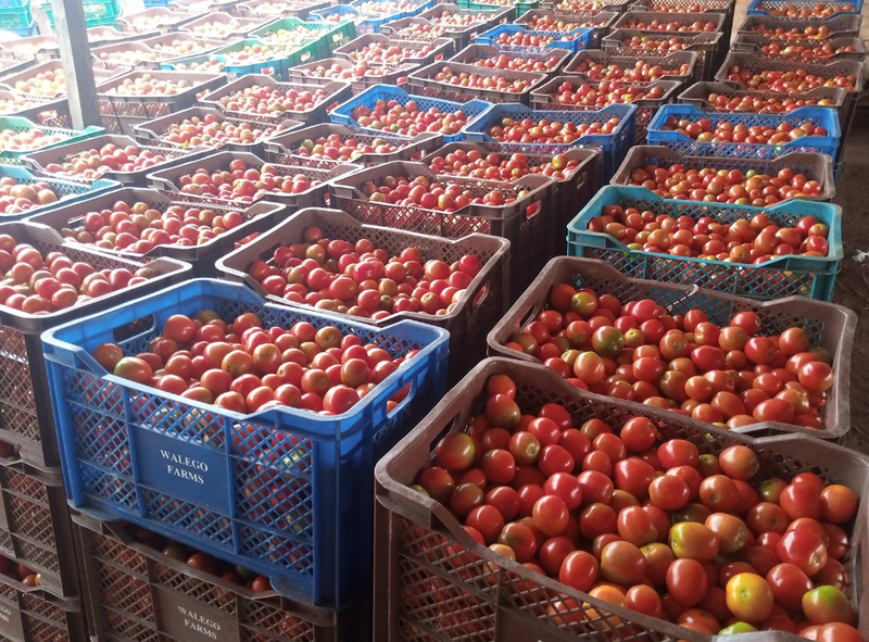 Tomato Produce