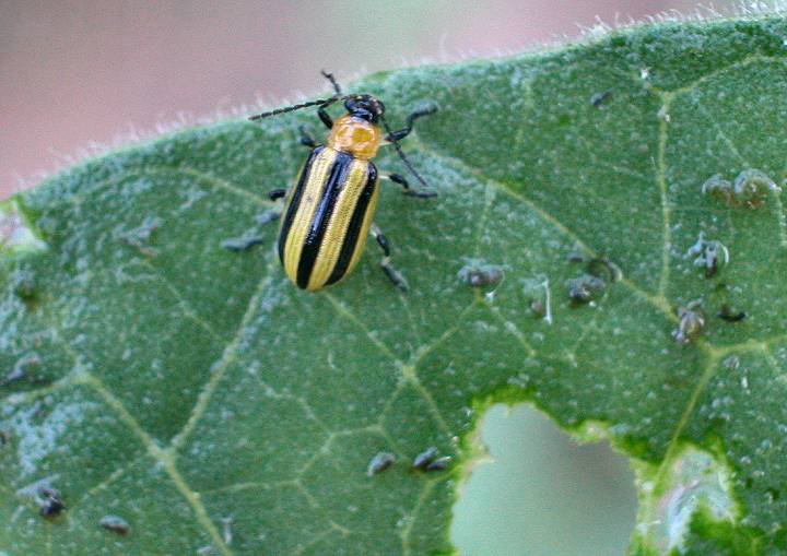Cucumber beetle