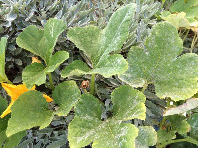 Powdery mildew butternut